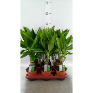 Dracaena frag. 'Steudneri'
