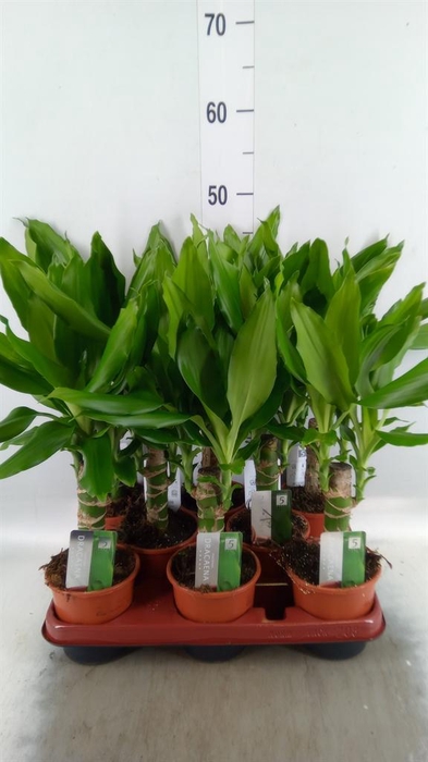 <h4>Dracaena frag. 'Steudneri'</h4>