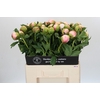 Paeonia Colonel Owen Cousins