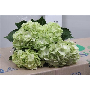 Hydr Premium Light Green