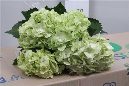 <h4>Hydr Premium Light Green</h4>