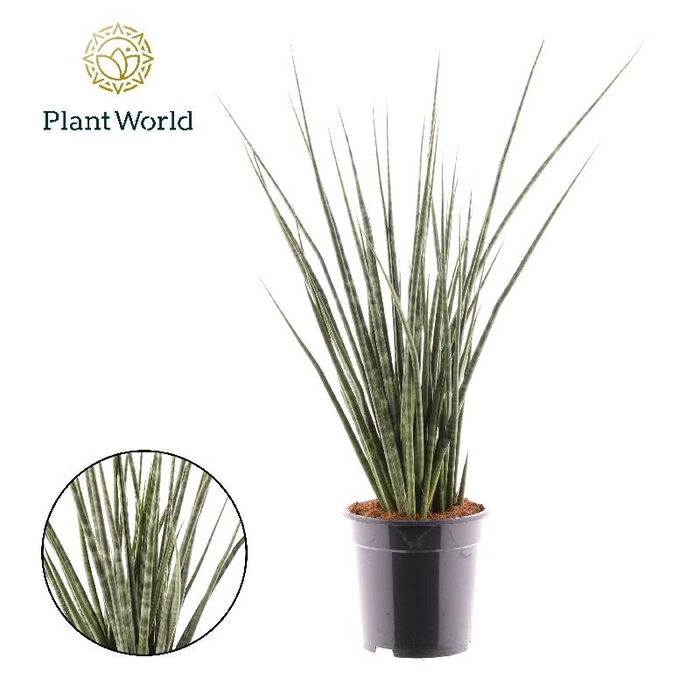 <h4>Sansevieria overig Digitorum</h4>