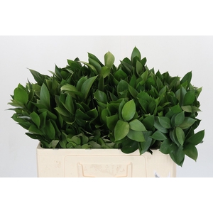 RUSCUS HYPOPHYLLUM