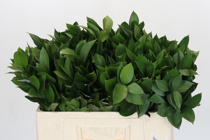 <h4>RUSCUS HYPOPHYLLUM</h4>