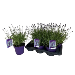 Lavandula ang. Essence Purple