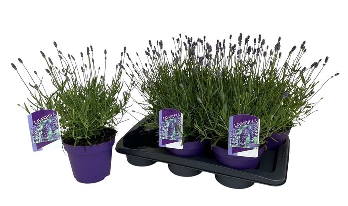 <h4>Lavandula ang. Essence Purple</h4>