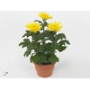 Chrysant Anastasia Geel