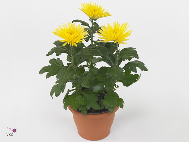 Chrysant Anastasia Geel