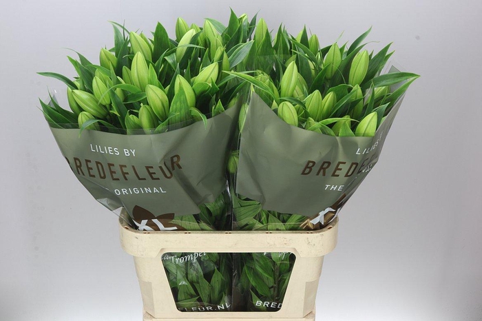 <h4>Lil Or Genzano</h4>