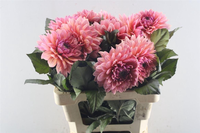 <h4>Dahl Sweet Sanne</h4>