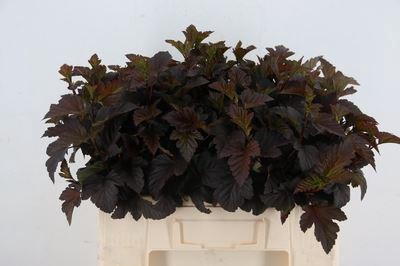 <h4>Physocarpus opulif. 'Diabolo'</h4>