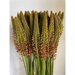Eremurus Cleopatra