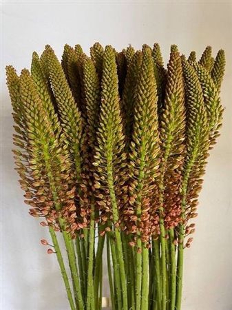 <h4>Eremurus Cleopatra</h4>