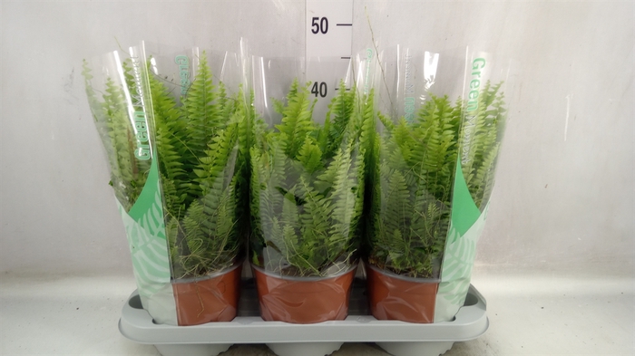 <h4>Nephrolepis exal. 'Green Moment'</h4>