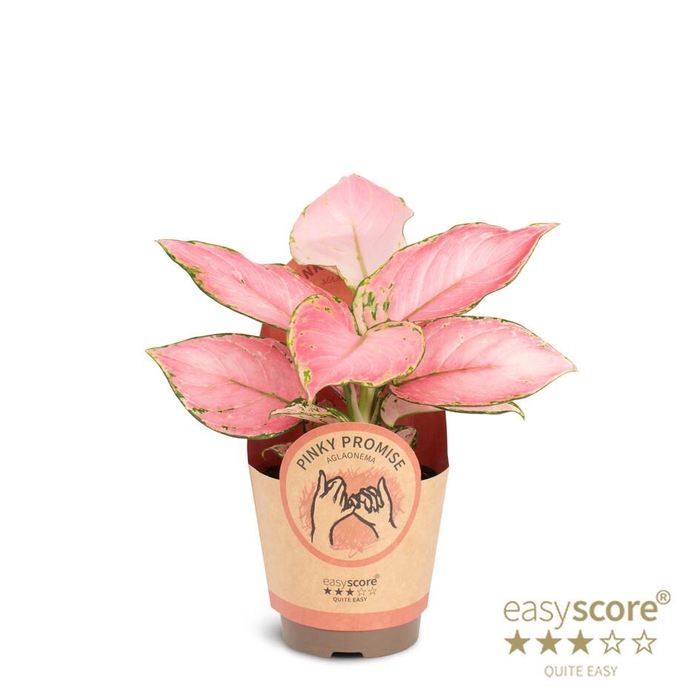<h4>AGLAONEMA COMM. P11 PAPER</h4>