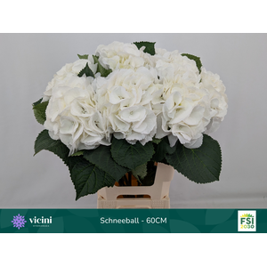 Hydr Schneeball 60 cm Vicini