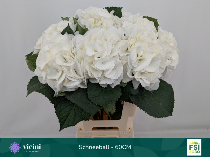 <h4>Hydr Schneeball 60 cm Vicini</h4>