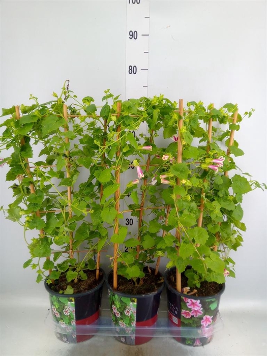 <h4>Lophospermum  'Lofos Compact Pink'</h4>