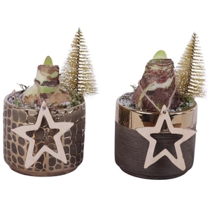 Christmas Arr. Amaryllis Ceramic Pure Luxury N568 Ø10cm 1PP