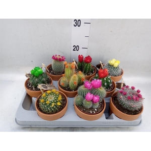 Cactus   ...decorated