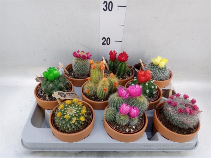 <h4>Cactus   ...decorated</h4>