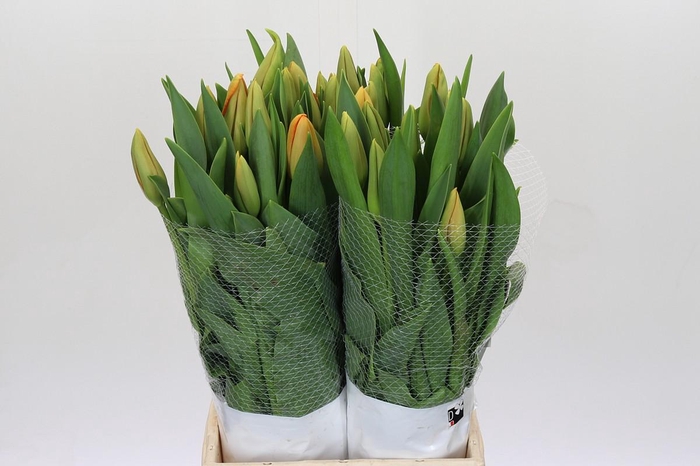 <h4>Tulipa (frans) En Avignon</h4>