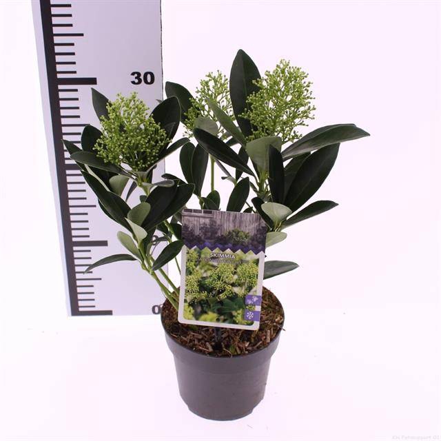 <h4>SKIMMIA JAPONICA FINCHY</h4>