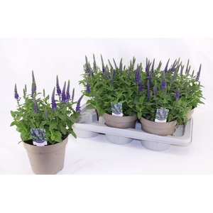 VERO SP ANNIVERS BL