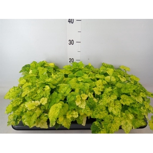 Tolmiea menziesii   ...variegated