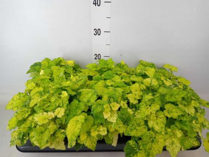 <h4>Tolmiea menziesii   ...variegated</h4>