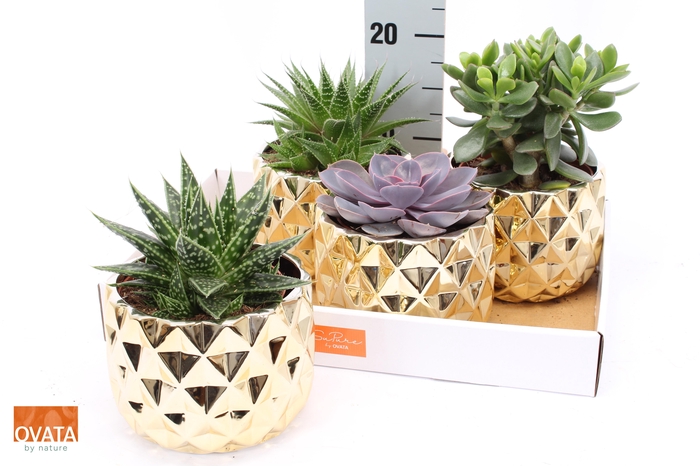 <h4>SUCC GEM 4 SRT</h4>