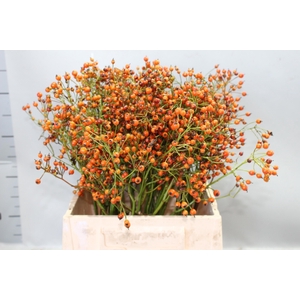 Rosa Prinsberry Orange 45cm