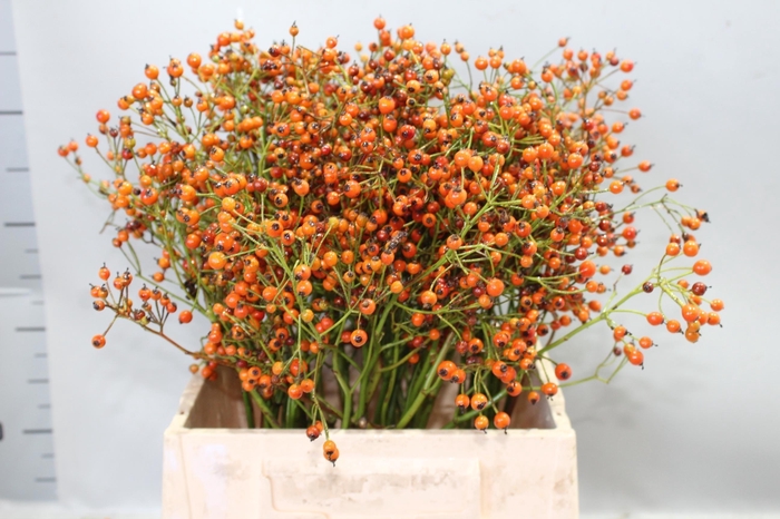 <h4>Rosa Prinsberry Orange 45cm</h4>