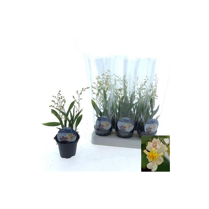 <h4>Oncidium Ov 3 Branches</h4>
