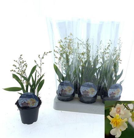 <h4>Oncidium Ov 3 Branches</h4>