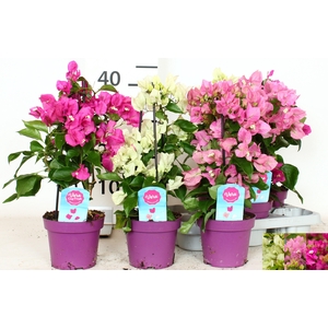 BOUGAINV OV