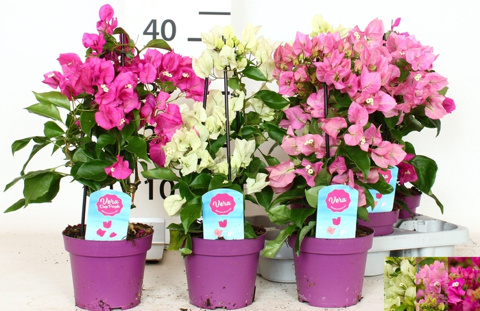 <h4>BOUGAINV OV</h4>