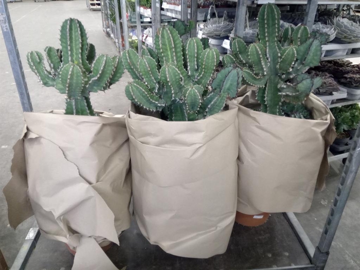 <h4>Euphorbia   ...</h4>