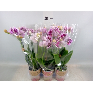 Phalaenopsis multi.   ...