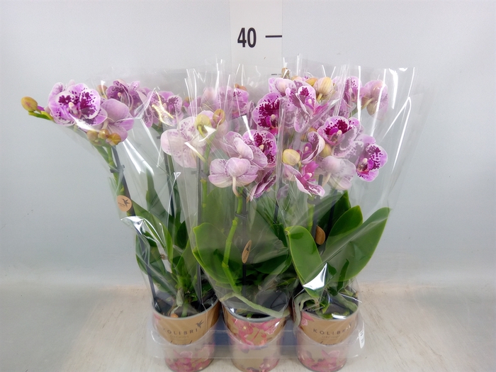 <h4>Phalaenopsis multi.   ...</h4>