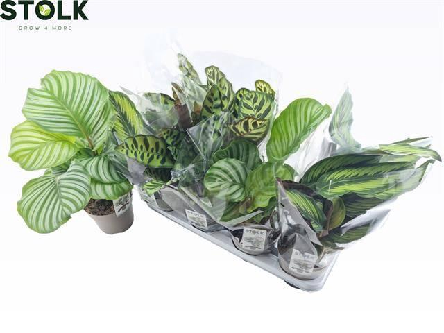 <h4>CALAT GEM 4 SRT</h4>