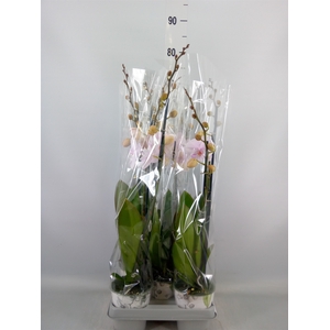 Phalaenopsis  'Manta Ambon'