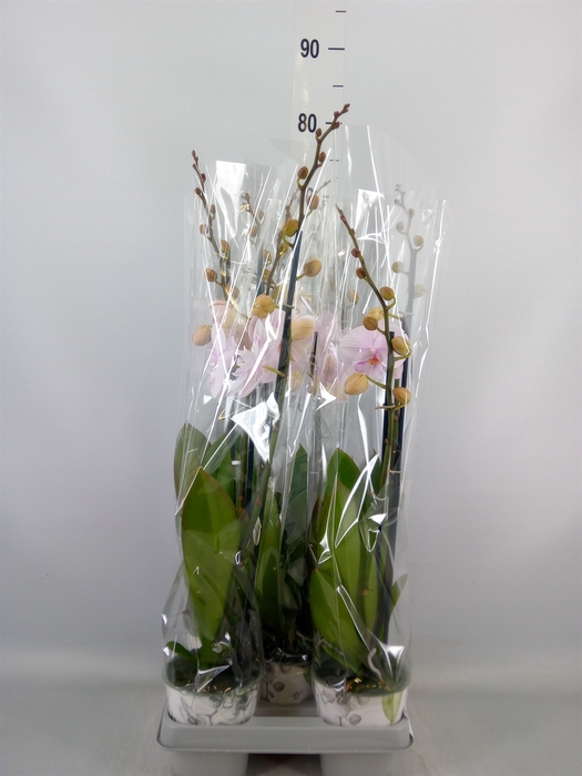 <h4>Phalaenopsis  'Manta Ambon'</h4>