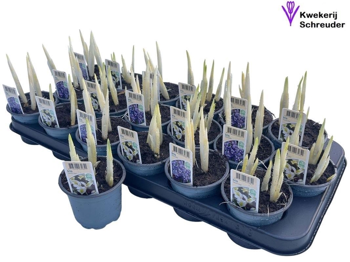 <h4>IRIS RET GEM 2 KL</h4>