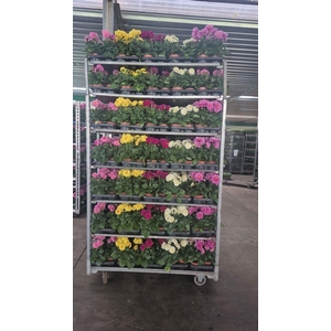 DAHLIA MIXK 5 KL