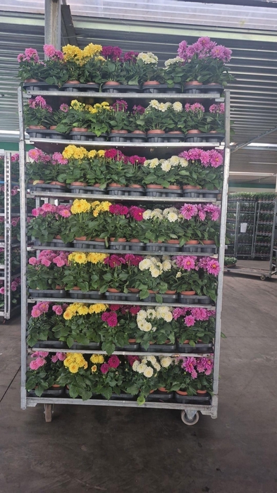 <h4>DAHLIA MIXK 5 KL</h4>