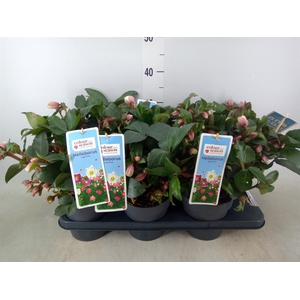 Helleborus  'Angel Glow'