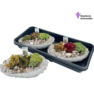 ARR TUINPLANTEN