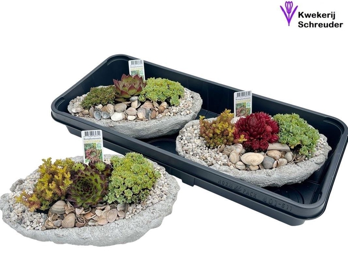 <h4>ARR TUINPLANTEN</h4>