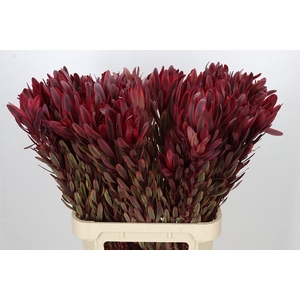 Leucadendron Jester